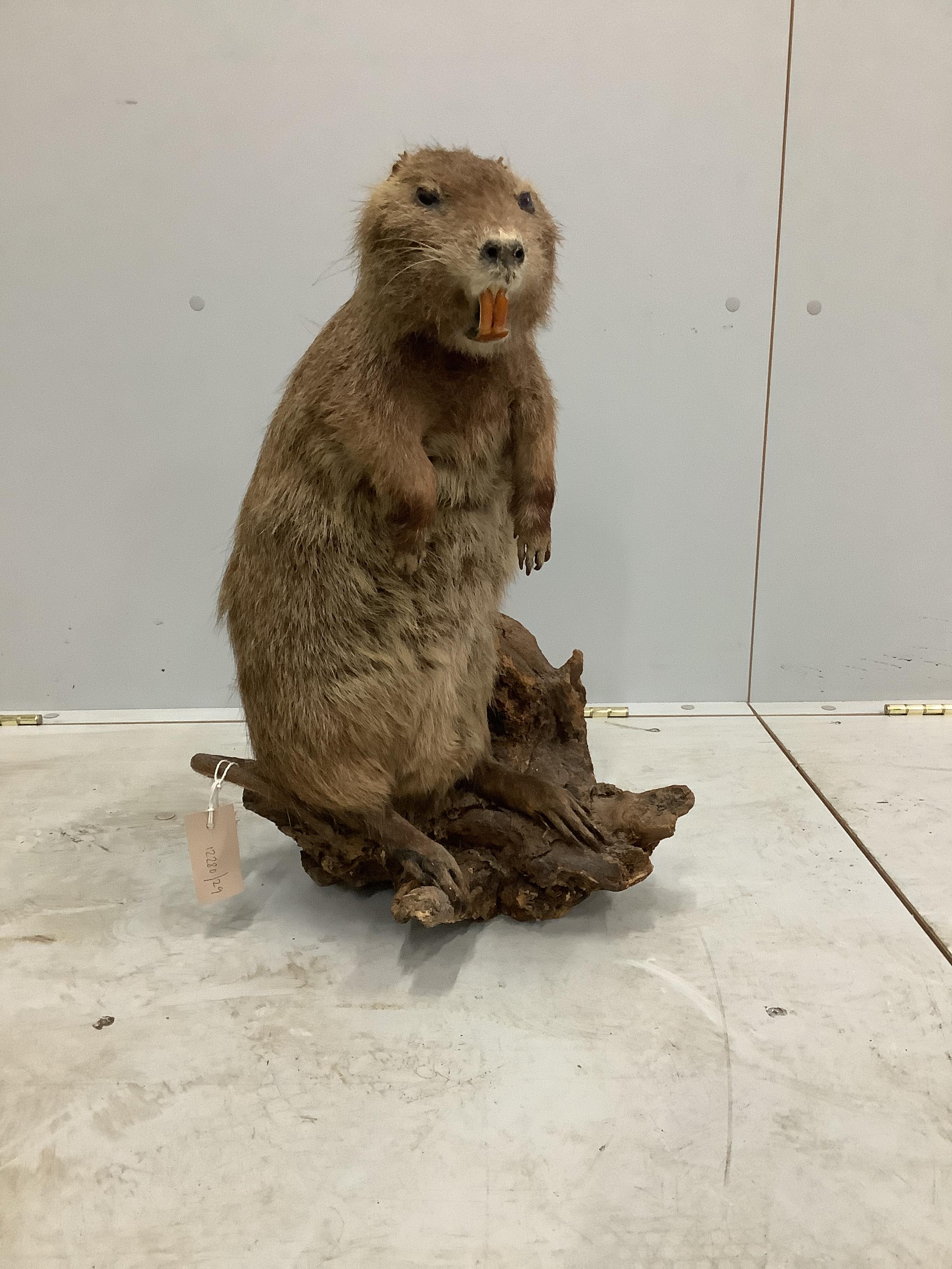 A taxidermy Coypu, height 53cm